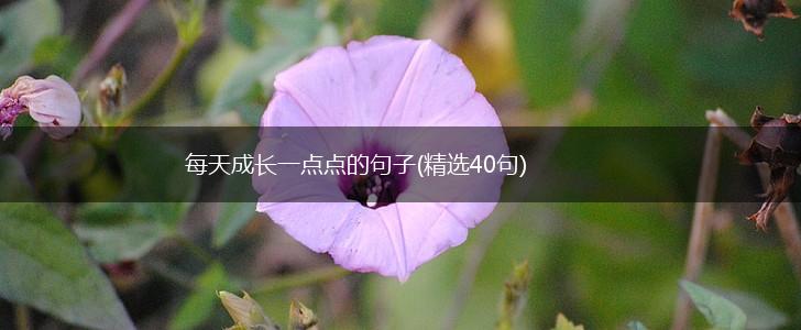 每天成长一点点的句子(精选40句),第1张