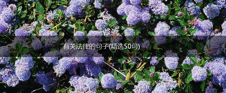 有关法律的句子(精选50句),第1张