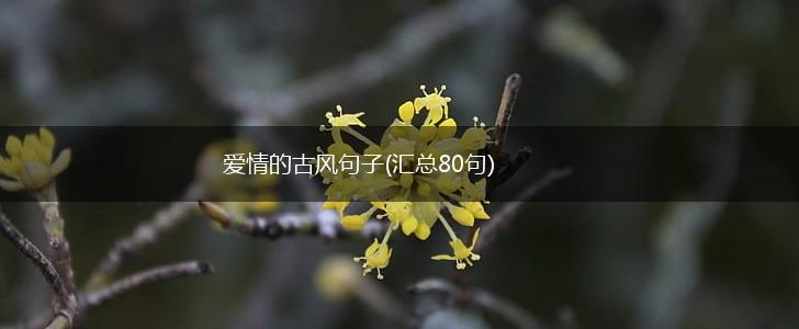 爱情的古风句子(汇总80句),第1张