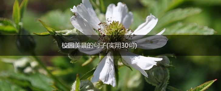 校园美景的句子(实用30句),第1张