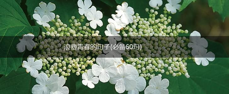 浪费青春的句子(必备60句),第1张