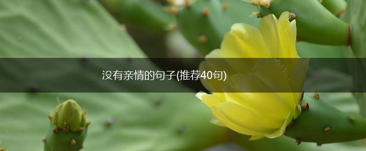 没有亲情的句子(推荐40句),第1张