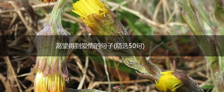 渴望得到爱情的句子(精选50句),第1张