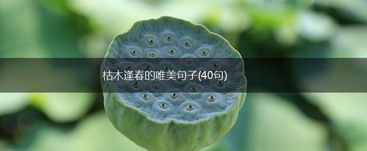 枯木逢春的唯美句子(40句),第1张