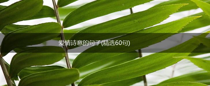 爱情诗意的句子(精选60句),第1张