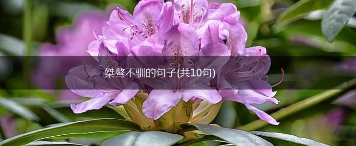 桀骜不驯的句子(共10句),第1张
