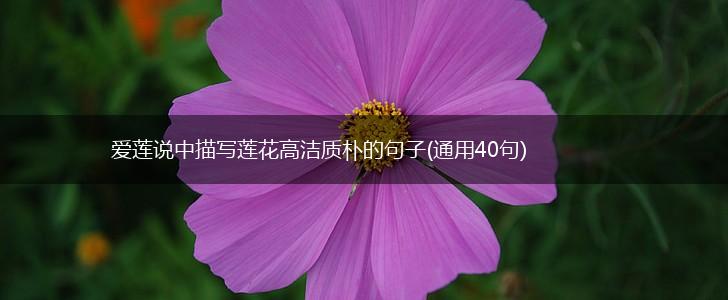 爱莲说中描写莲花高洁质朴的句子(通用40句),第1张