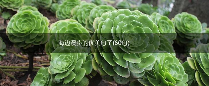 海边漫步的优美句子(60句),第1张