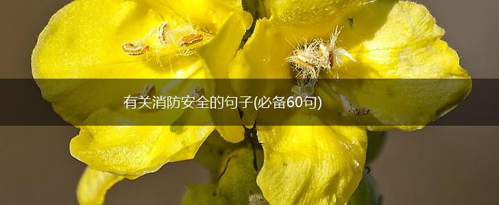 有关消防安全的句子(必备60句),第1张