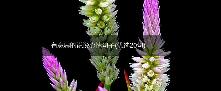 有意思的说说心情句子(优选20句),第1张