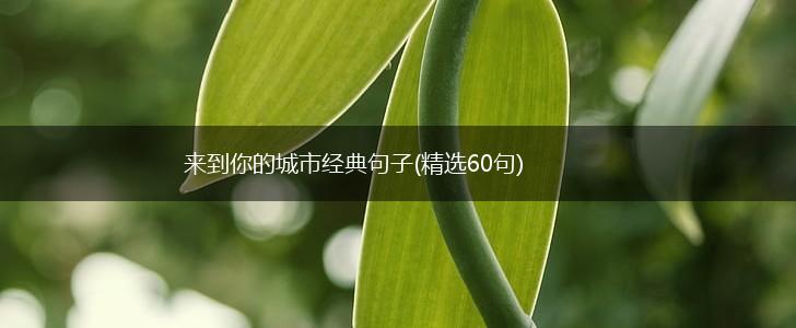 来到你的城市经典句子(精选60句),第1张
