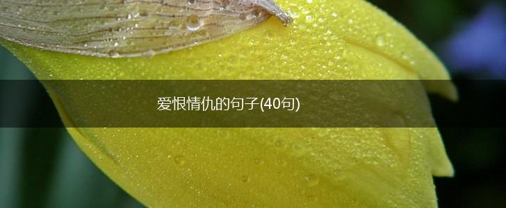 爱恨情仇的句子(40句),第1张