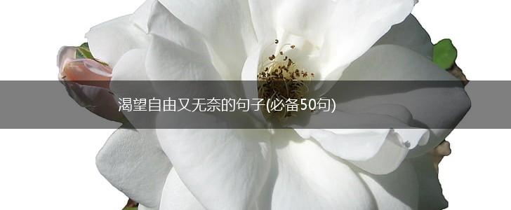 渴望自由又无奈的句子(必备50句),第1张