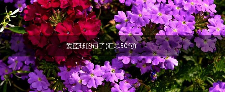 爱篮球的句子(汇总50句),第1张