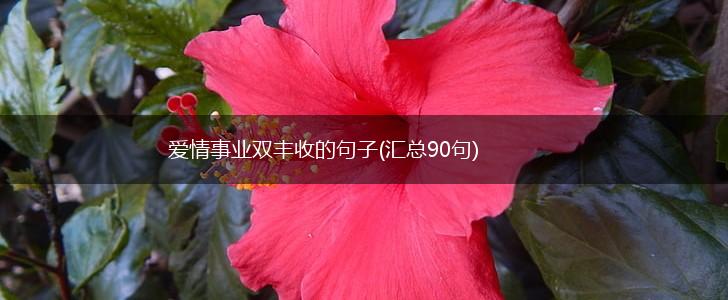 爱情事业双丰收的句子(汇总90句),第1张