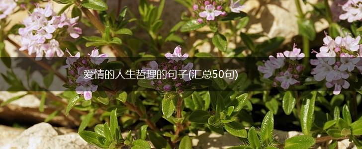爱情的人生哲理的句子(汇总50句),第1张
