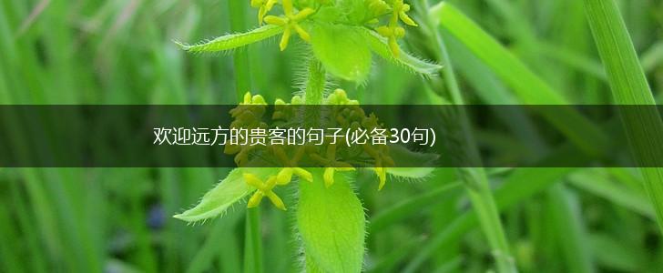 欢迎远方的贵客的句子(必备30句),第1张
