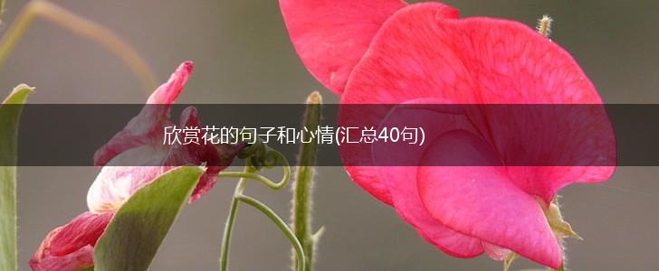欣赏花的句子和心情(汇总40句),第1张