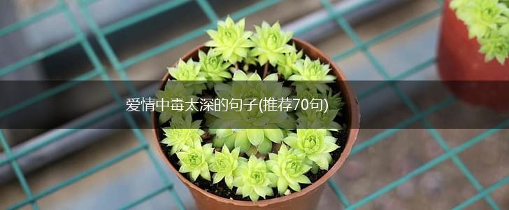爱情中毒太深的句子(推荐70句),第1张