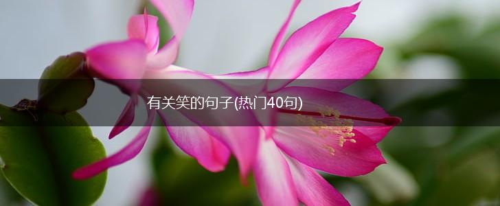 有关笑的句子(热门40句),第1张