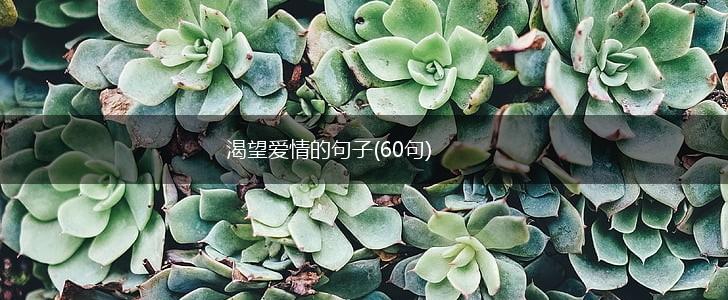 渴望爱情的句子(60句),第1张