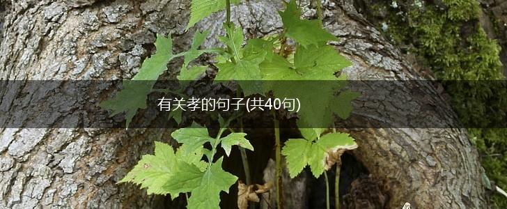 有关孝的句子(共40句),第1张