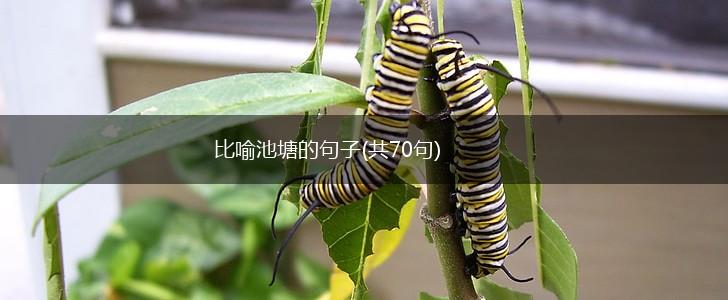 比喻池塘的句子(共70句),第1张