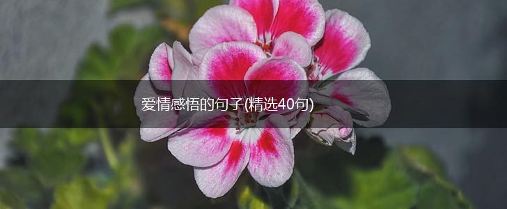 爱情感悟的句子(精选40句),第1张