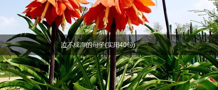 泣不成声的句子(实用40句),第1张