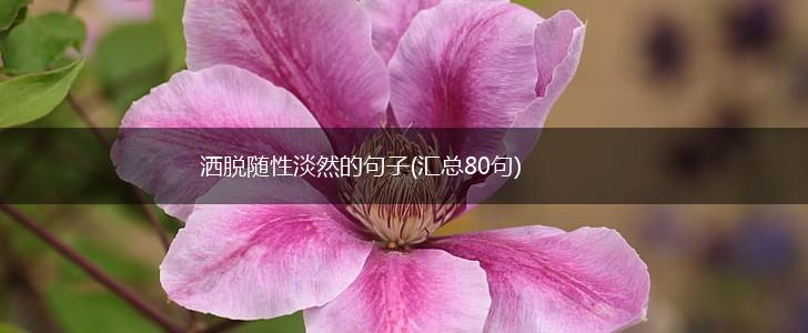 洒脱随性淡然的句子(汇总80句),第1张
