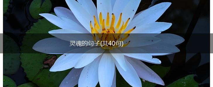 灵魂的句子(共40句),第1张