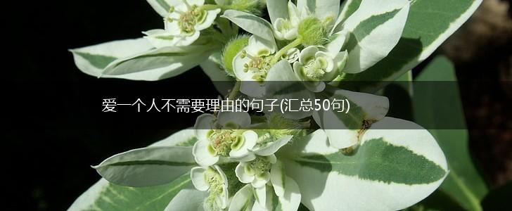 爱一个人不需要理由的句子(汇总50句),第1张
