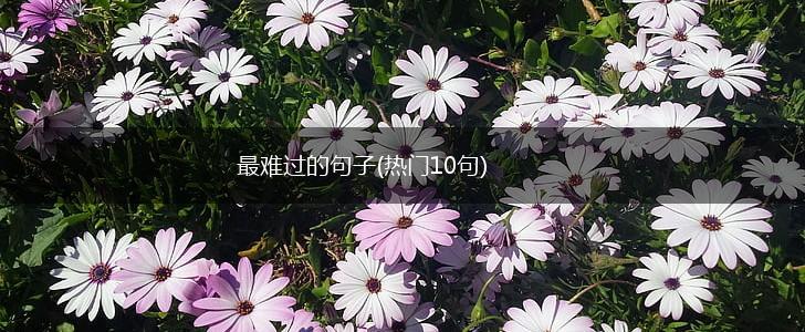最难过的句子(热门10句),第1张