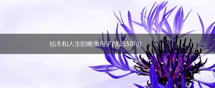 枯木和人生的唯美句子(优选50句),第1张