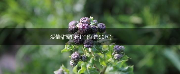 爱情甜蜜的句子(优选90句),第1张