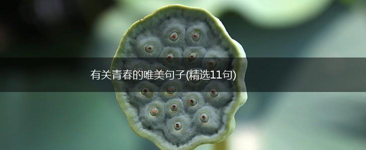 有关青春的唯美句子(精选11句),第1张
