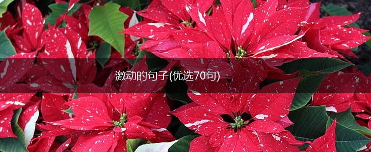 激动的句子(优选70句),第1张