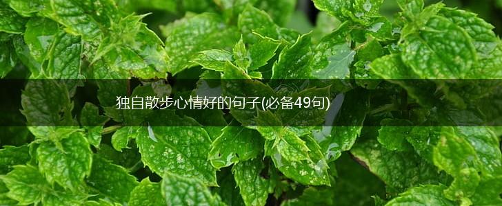 独自散步心情好的句子(必备49句),第1张