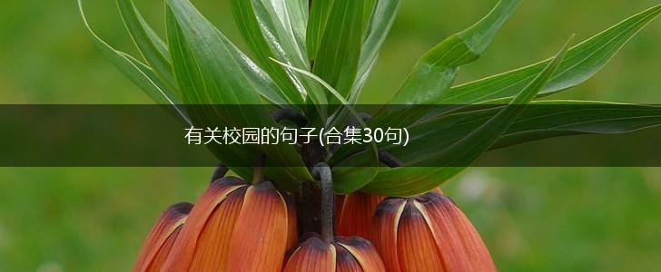 有关校园的句子(合集30句),第1张