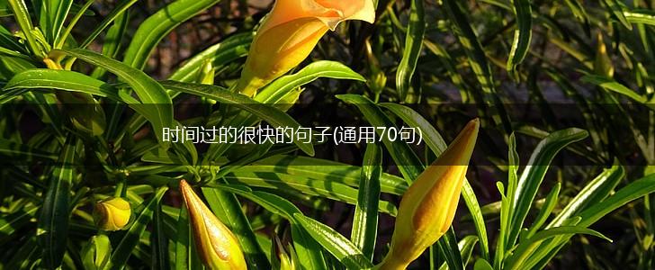 时间过的很快的句子(通用70句),第1张