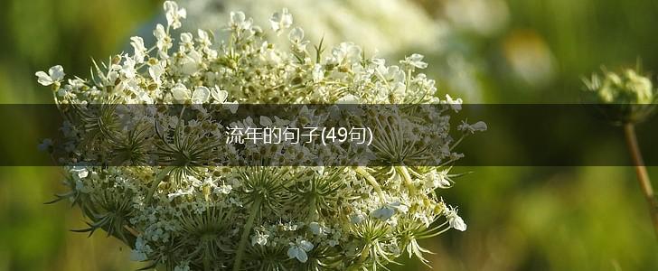 流年的句子(49句),第1张