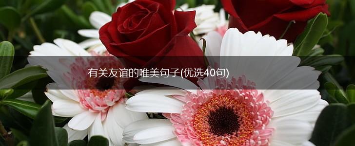 有关友谊的唯美句子(优选40句),第1张