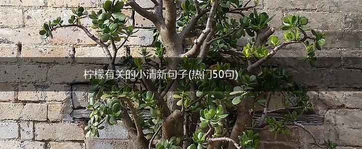 柠檬有关的小清新句子(热门50句),第1张