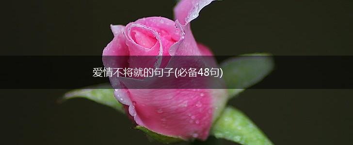 爱情不将就的句子(必备48句),第1张