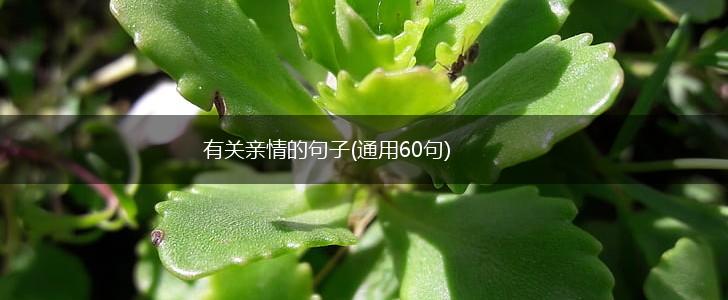 有关亲情的句子(通用60句),第1张