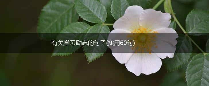 有关学习励志的句子(实用60句),第1张