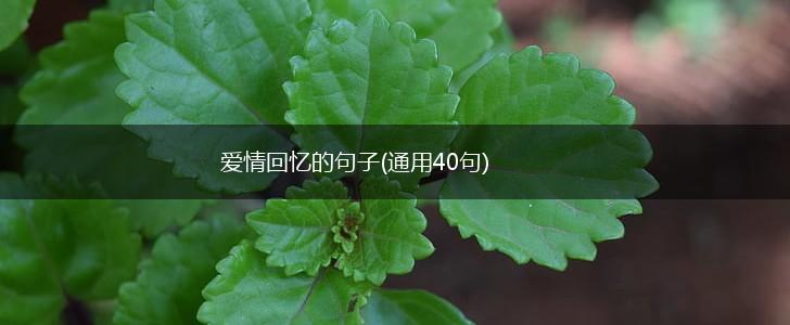 爱情回忆的句子(通用40句),第1张
