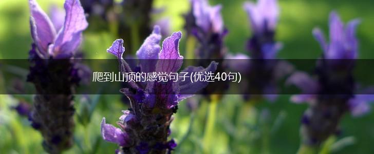 爬到山顶的感觉句子(优选40句),第1张