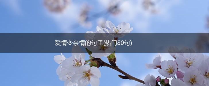 爱情变亲情的句子(热门80句),第1张
