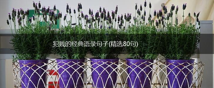 犯贱的经典语录句子(精选80句),第1张